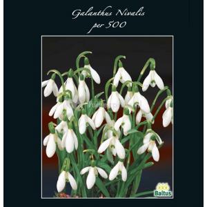 Baltus Galanthus Nivalis bloembollen per 500 stuks